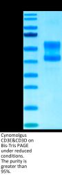 Cynomolgus CD3E&CD3D/CD3 epsilon&CD3 delta Protein (CD3-CM201)