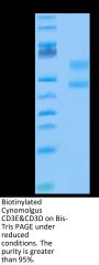 Biotinylated Cynomolgus CD3E&CD3D/CD3 epsilon&CD3 delta Protein (Primary Amine Labeling) (CD3-CM201B)