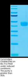 Cynomolgus CD3E&CD3G/CD3 epsilon&CD3 gamma Protein (CD3-CM202)