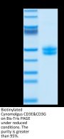Biotinylated Cynomolgus CD3E&CD3G/CD3 epsilon&CD3 gamma Protein (Primary Amine Labeling) (CD3-CM202B)