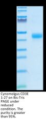Cynomolgus CD3E/CD3 epsilon 1-27 Protein (CD3-CM2ED)