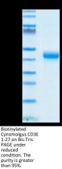 Biotinylated Cynomolgus CD3E/CD3 epsilon 1-27 Protein (CD3-CM2EDB)