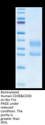 Biotinylated Human CD3E&CD3D/CD3 epsilon&CD3 delta Protein (Primary Amine Labeling) (CD3-HM105B)
