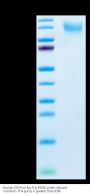 Human CD34 Protein (CD3-HM134)