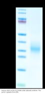 Human CD37 Protein (CD3-HM137)