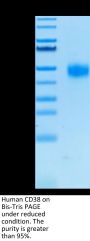 Human CD38 Protein (CD3-HM138)