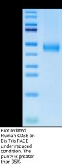 Biotinylated Human CD38 Protein (CD3-HM138B)