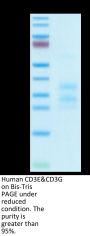 Human CD3E&CD3G/CD3 epsilon&CD3 gamma Protein (CD3-HM157)