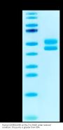 Human CD3E&CD3D/CD3 epsilon&CD3 delta Protein (CD3-HM205)
