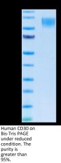 Human CD30/TNFRSF8 Protein (CD3-HM230)