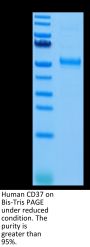 Human CD37 Protein (CD3-HM237)
