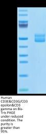 Human CD3E&CD3G/CD3 epsilon&CD3 gamma Protein (CD3-HM257)