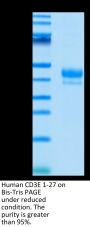 Human CD3E/CD3 epsilon 1-27 Protein (CD3-HM2ED)