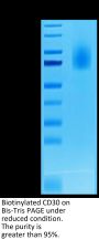 Biotinylated Human CD30/TNFRSF8 Protein (CD3-HM430B)