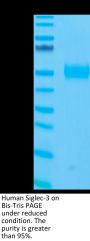 Human Siglec-3/CD33 Protein (CD3-HM433)