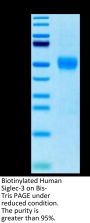 Biotinylated Human Siglec-3/CD33 Protein (CD3-HM433B)