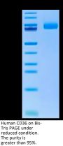 Human CD36/SR-B3 Protein (CD3-HM436)