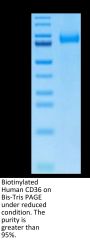 Biotinylated Human CD36/SR-B3 Protein (CD3-HM436B)