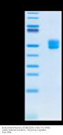 Biotinylated Human CD3E&CD3D/CD3 epsilon&CD3 delta Protein (CD3-HM505B)