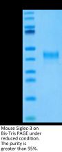 Mouse Siglec-3/CD33 Protein (CD3-MM133)