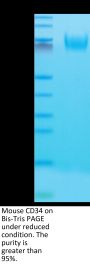 Mouse CD34 Protein (CD3-MM134)
