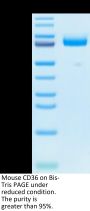 Mouse CD36/SR-B3 Protein (CD3-MM136)