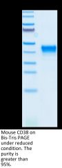 Mouse CD38 Protein (CD3-MM138)