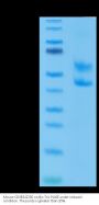 Mouse CD3E&CD3D/CD3 epsilon&CD3 delta Protein (CD3-MM205)