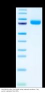 Rat CD36/SR-B3 Protein (CD3-RM136)
