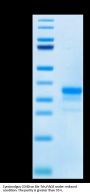 Cynomolgus CD40/TNFRSF5 Protein (CD4-CM140)