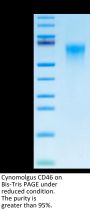 Cynomolgus CD46 Protein (CD4-CM146)