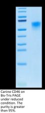 Canine CD46 Protein (CD4-DM146)