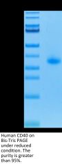 Human CD40/TNFRSF5 Protein (CD4-HM140)