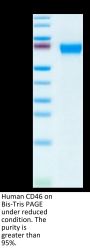 Human CD46 Protein (CD4-HM146)