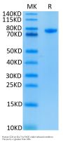 Human CD4/LEU3 Protein (CD4-HM204)