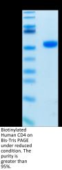 Biotinylated Human CD4/LEU3 Protein (CD4-HM401B)