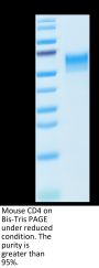 Mouse CD4/LEU3 Protein (CD4-MM101)
