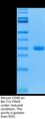 Mouse CD40/TNFRSF5 Protein (CD4-MM140)