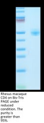 Rhesus macaque CD4/LEU3 Protein (CD4-RM101)