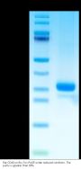 Rat CD40/TNFRSF5 Protein (CD4-RM140)