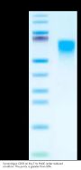 Cynomolgus CD55 Protein (CD5-CM105)