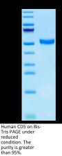 Human CD5 Protein (CD5-HM101)