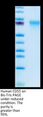 Human CD55 Protein (CD5-HM105)