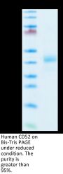 Human CD52 Protein (CD5-HM252)