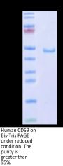 Human CD59 Protein (CD5-HM259)