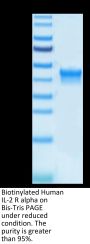 Biotinylated Human IL-2 R alpha/CD25 Protein (CD5-HM425B)