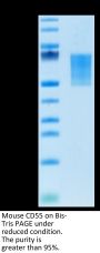 Mouse CD55 Protein (CD5-MM105)