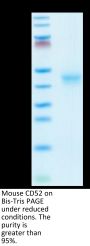 Mouse CD52 Protein (CD5-MM252)