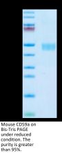 Mouse CD59a Protein (CD5-MM259)