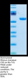 Biotinylated Rhesus macaque CD5 Protein (CD5-RM405B)